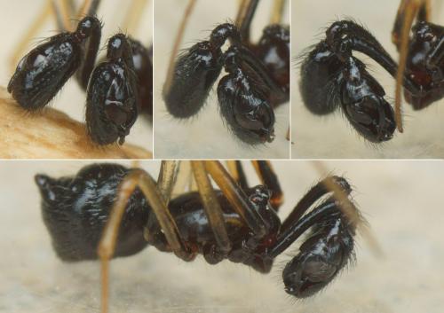 Neottiura uncinata